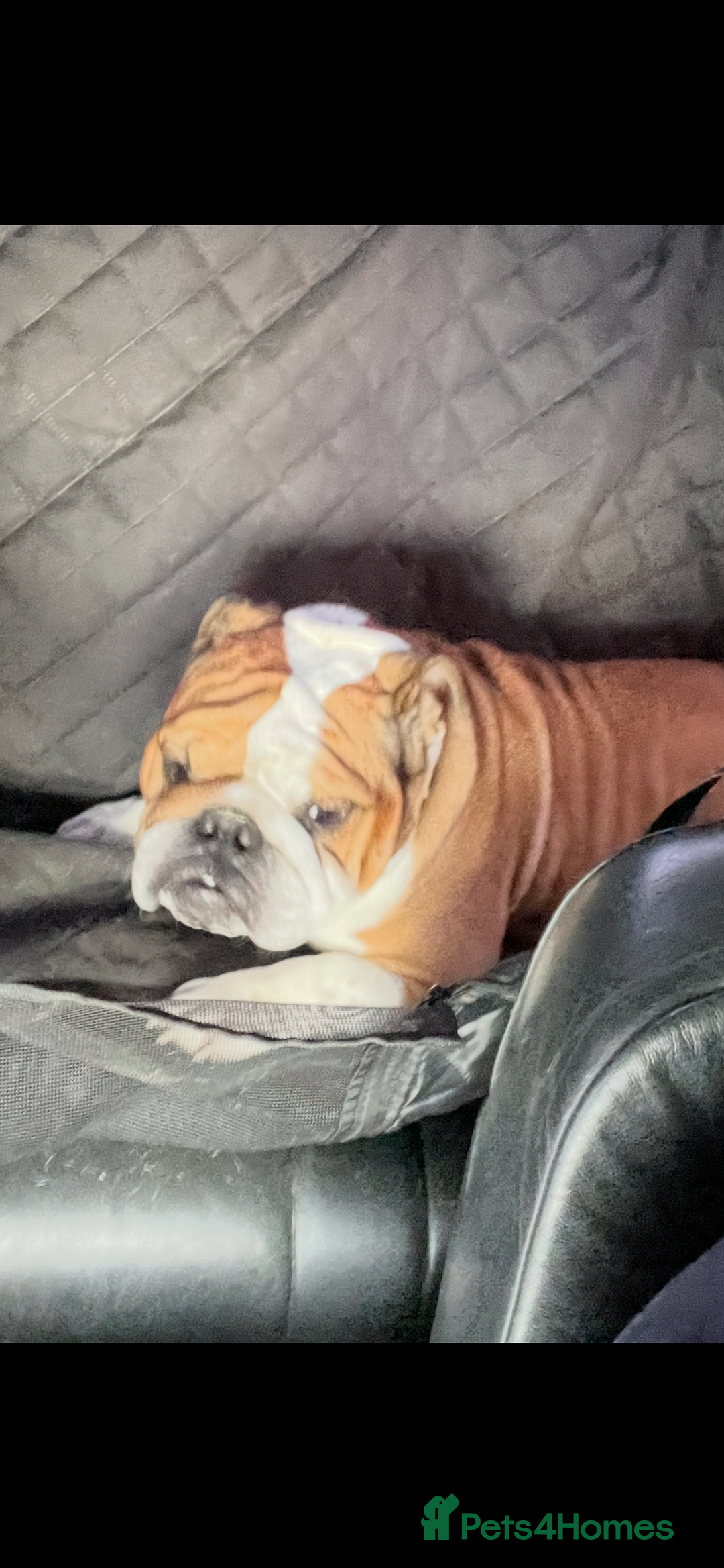 English Bulldog dogs for sale: English bulldogs - Advert 7