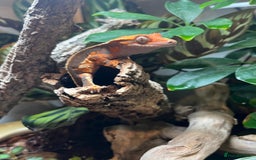 Gecko reptiles for sale: Female crested gecko  - Image 4