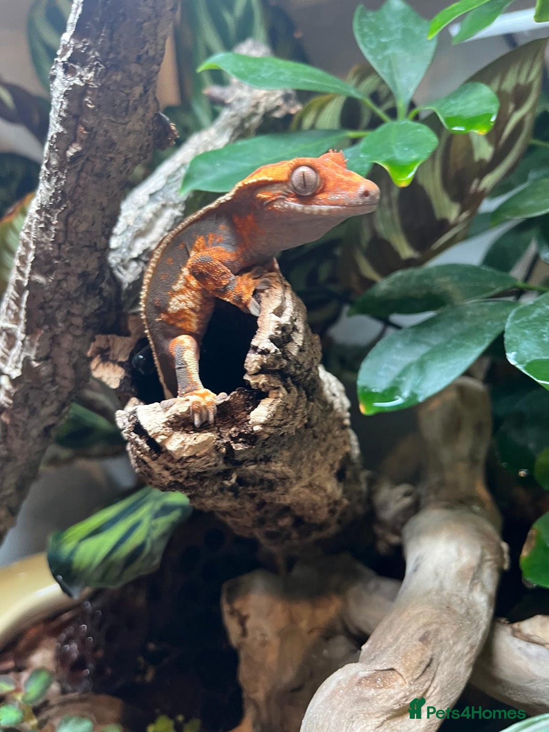 Gecko reptiles for sale: Female crested gecko  - Image 4