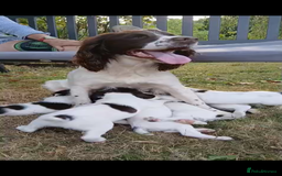 English Springer Spaniel dogs for sale: English springer spaniel puppies - Image 8