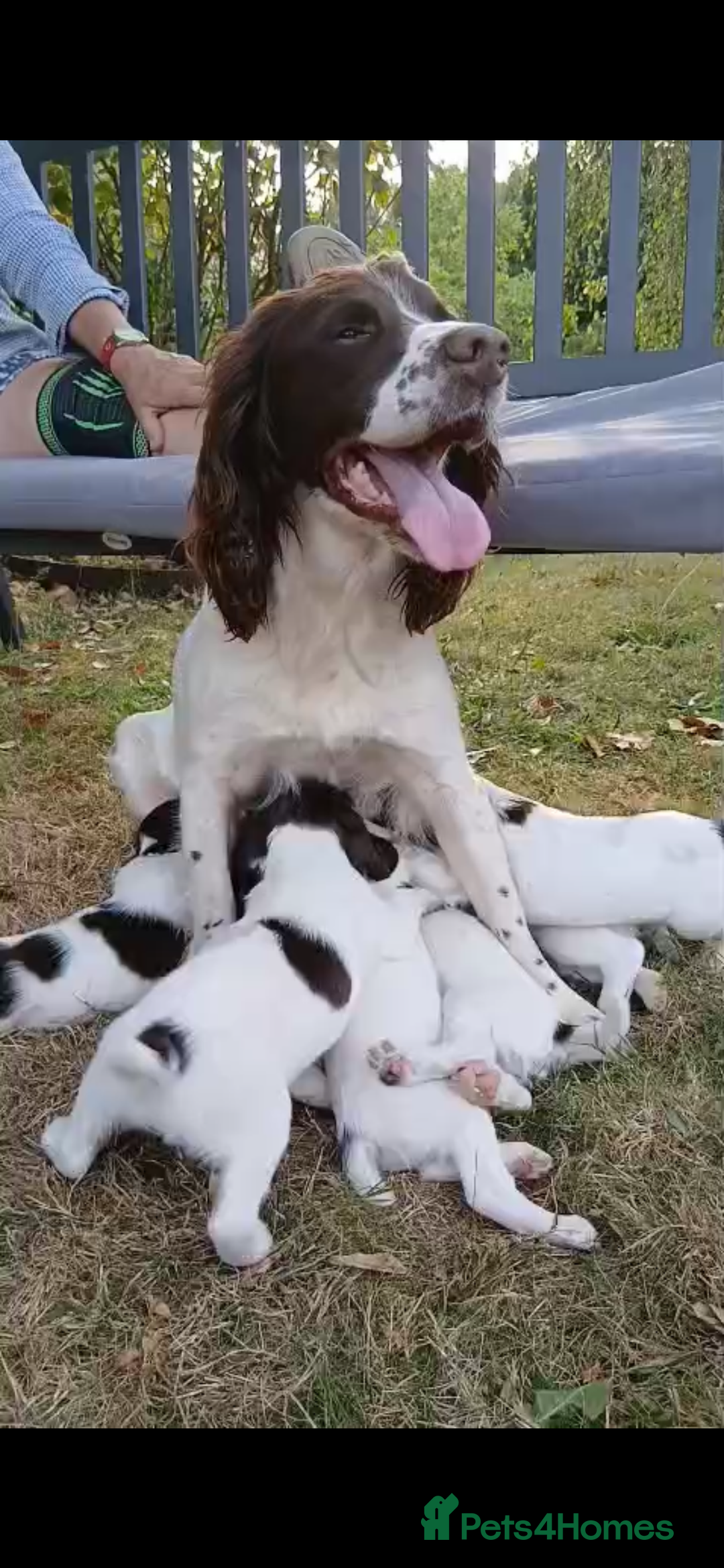 English Springer Spaniel dogs for sale: English springer spaniel puppies - Image 8