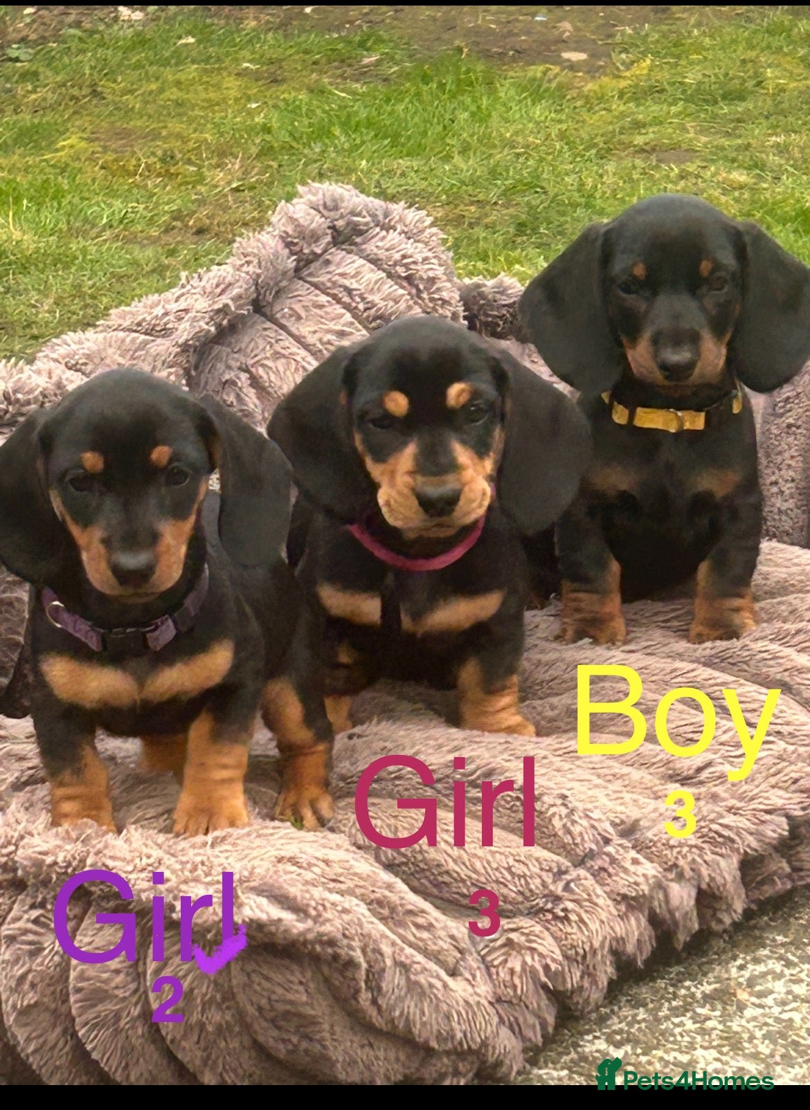 Dachshund dogs dachshundstandard xmini 3boys/3girls - Advert 12