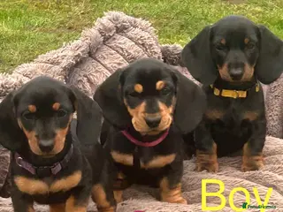 Dachshund dogs dachshundstandard xmini 3boys/3girls - Advert 12