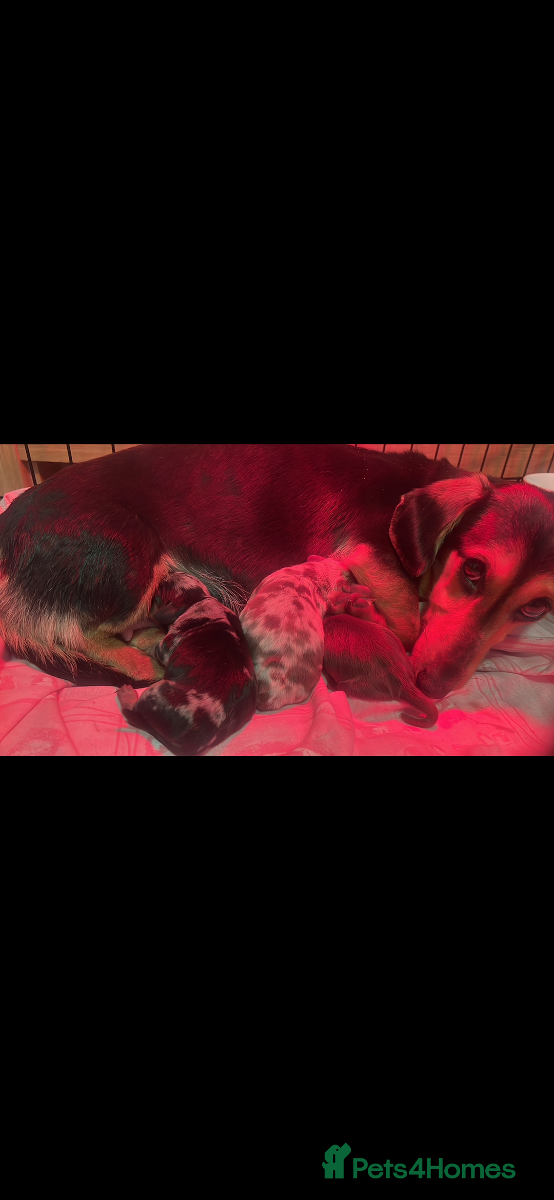 Miniature Dachshund dogs for sale: Miniature dapple dachshund  - Image 5