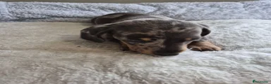 Miniature Dachshund 2