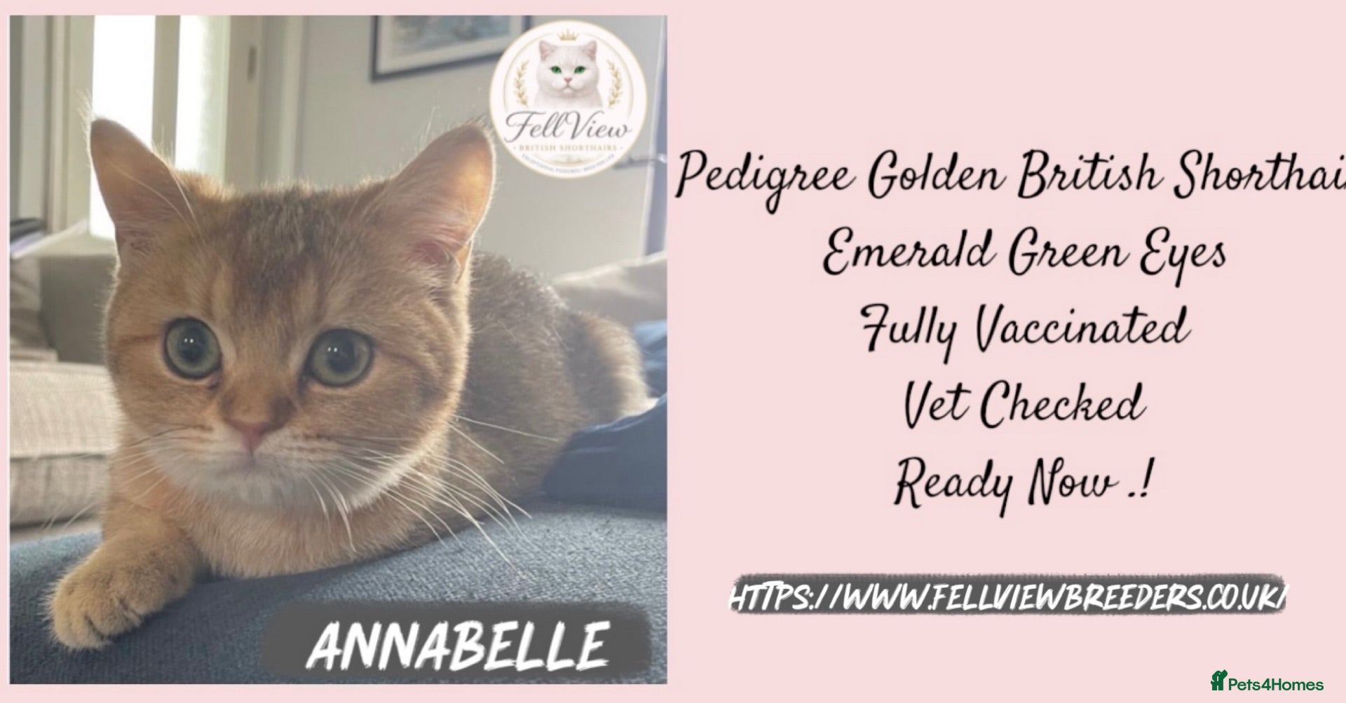 British Shorthair cats REDUCED - Pedigree GCCF Golden BSH Ready Now ! - Advert 18