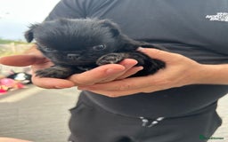 Pug dogs for sale: Fluffy Pug puppies  - Image 4