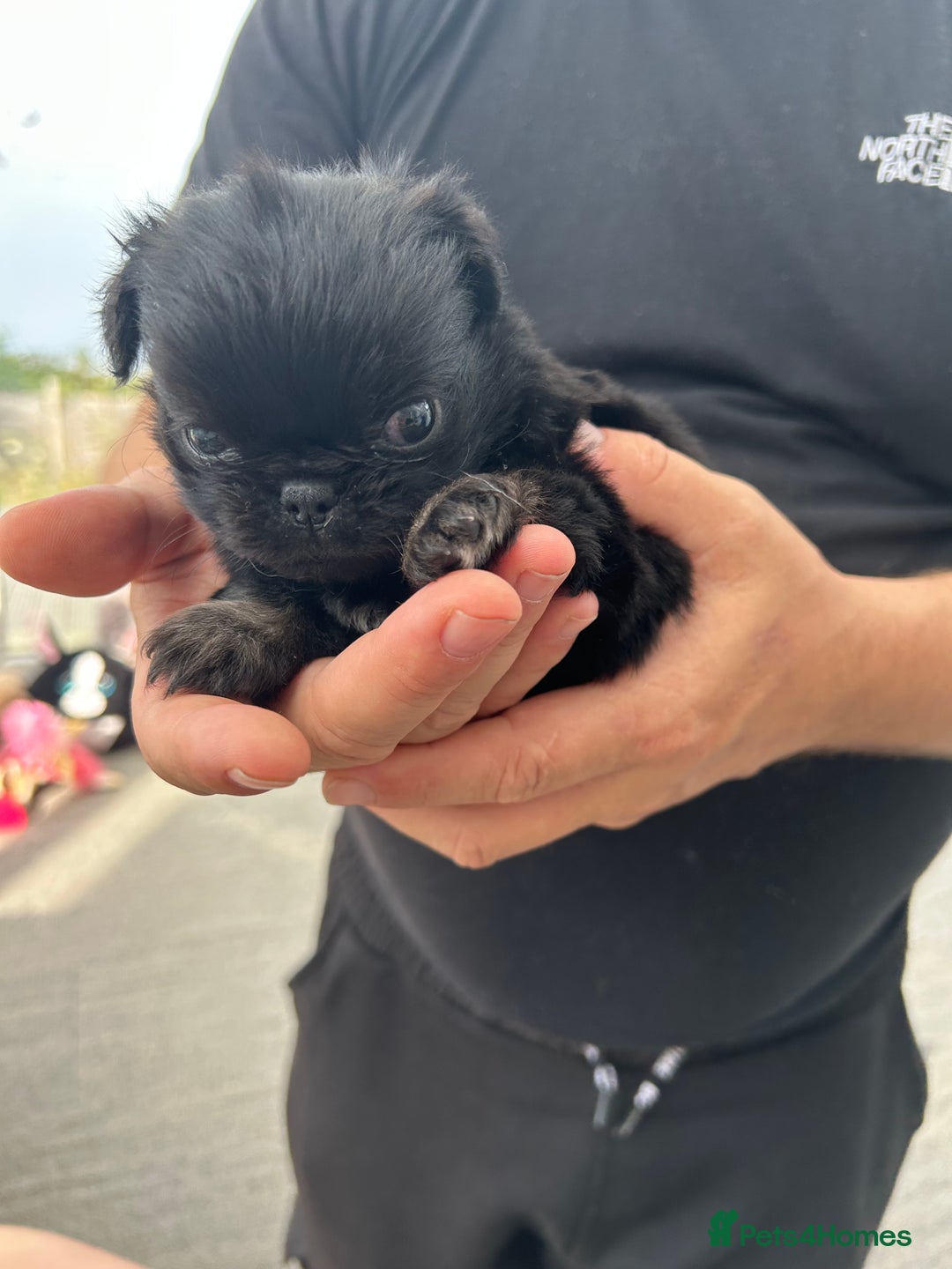 Pug dogs for sale: Fluffy Pug puppies  - Image 4