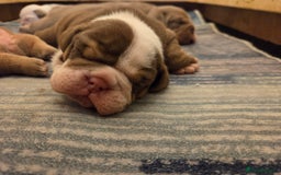 English Bulldog dogs for sale: Beautiful New english bulldogges  - Image 25