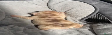 French Bulldog 2