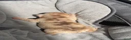 French Bulldog dogs for sale: New Shades Puppies/ DNA 🧬 Tested Parents  - Advert 8