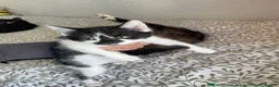 Mixed Breed cats for sale: Adorable bonded pair in Edgware - Advert 22