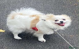 Pomeranian dogs for sale: Pomeranian puppies  - Image 21