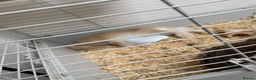 Mini Lop rabbits for sale: 2 male rabbits - Advert 2