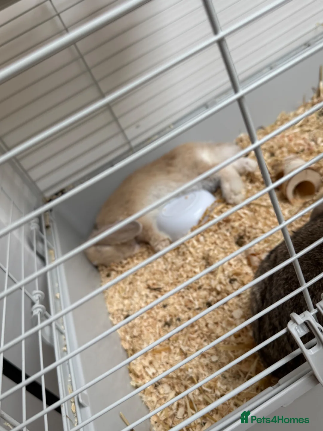 Mini Lop rabbits for sale: 2 male rabbits - Advert 2