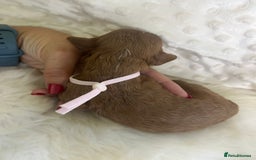 Cavapoo dogs for sale: Top Class Extensively tested F1b Toy Cavapoo pups - Image 24