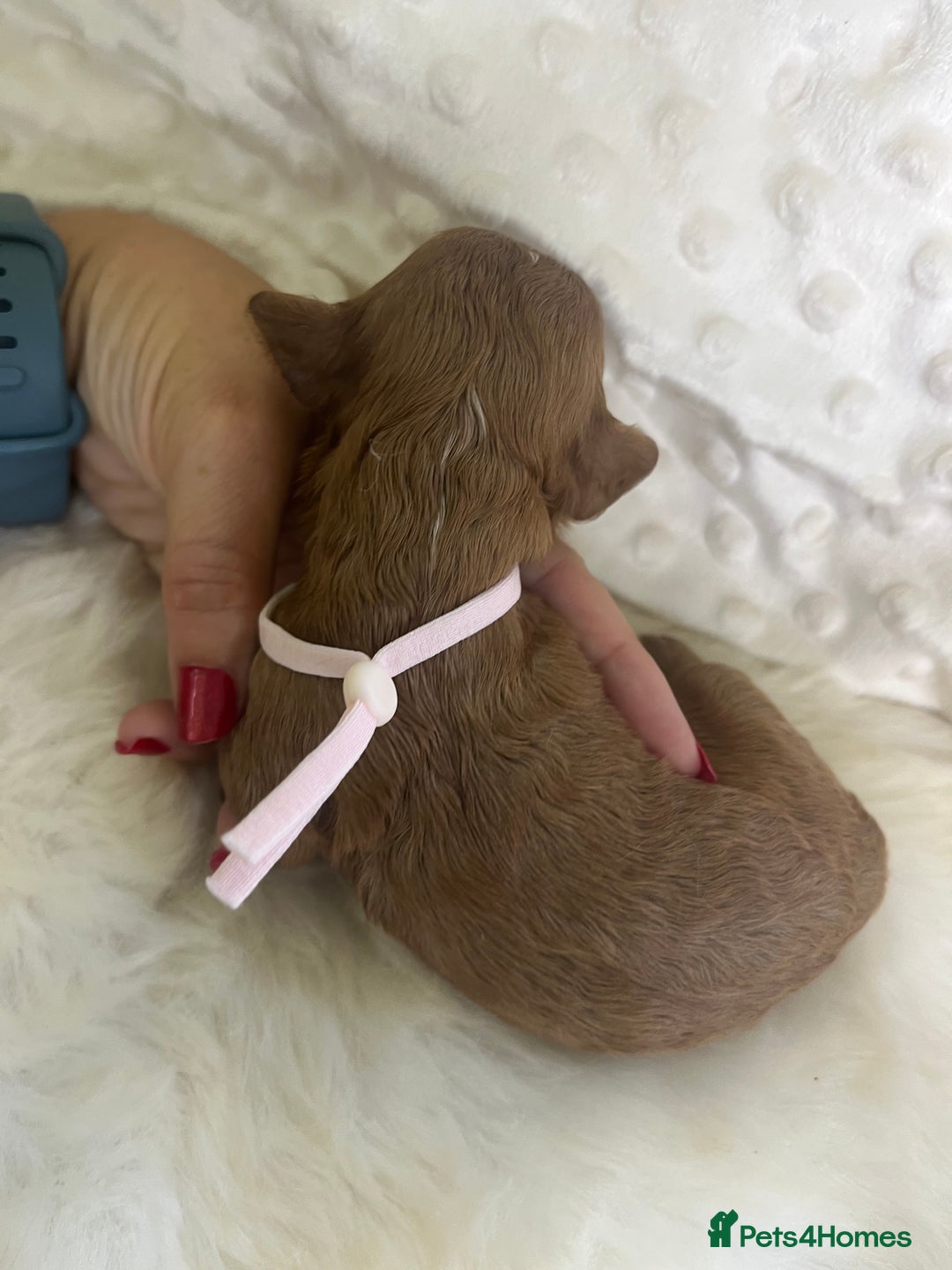 Cavapoo dogs for sale: Top Class Extensively tested F1b Toy Cavapoo pups - Image 24
