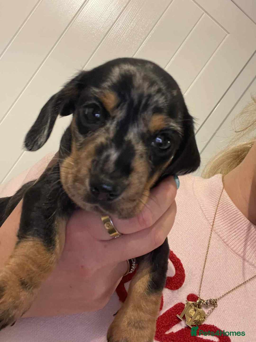 Miniature Dachshund dogs for sale: READY TO LEAVE KC Pedigree Miniature dachshunds - Advert 3