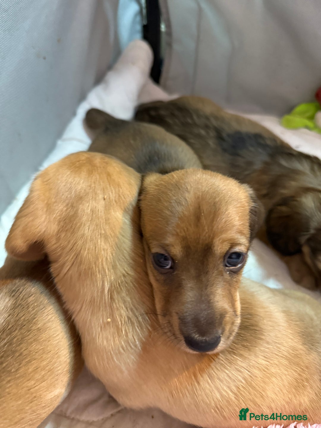 Miniature Dachshund dogs for sale: Four beautiful miniature dachshund  - Advert 19