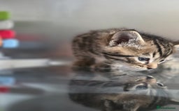 Bengal cats for sale: Kittens x bengal  - Advert 29