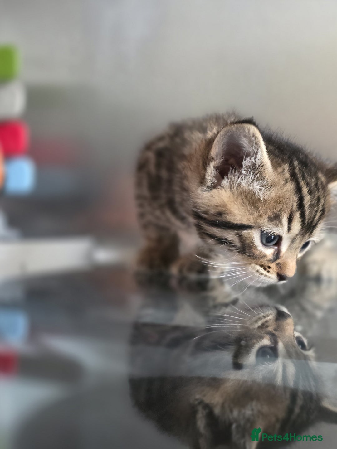 Bengal cats for sale: Kittens x bengal  - Advert 29