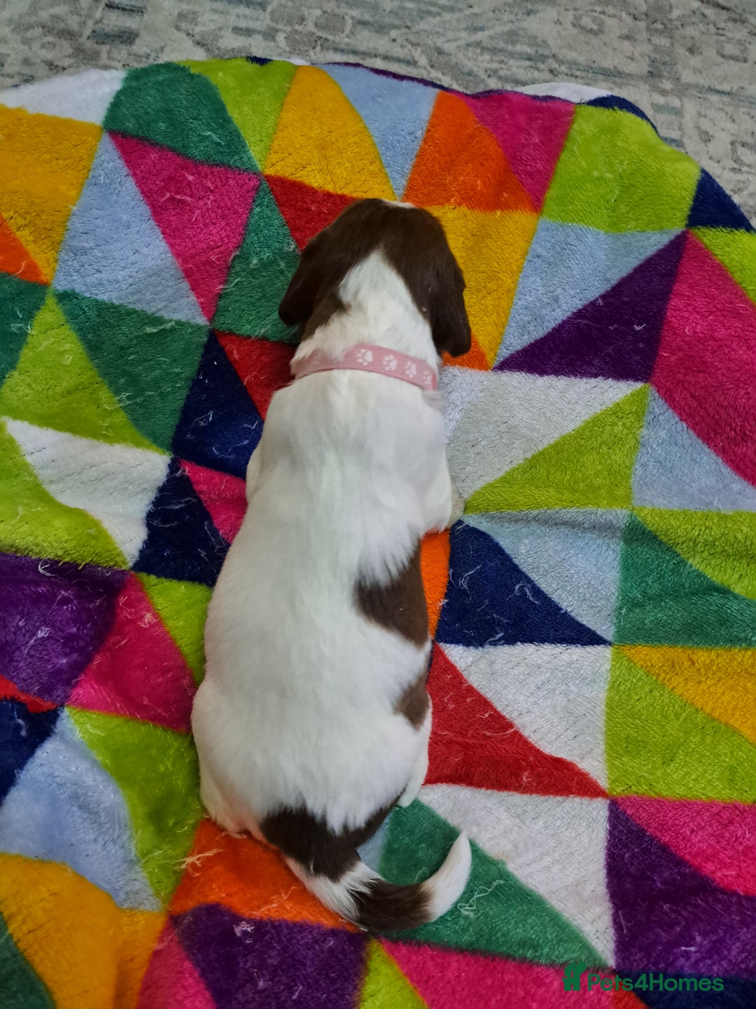 English Springer Spaniel dogs for sale: English springer spaniel pups - Image 10
