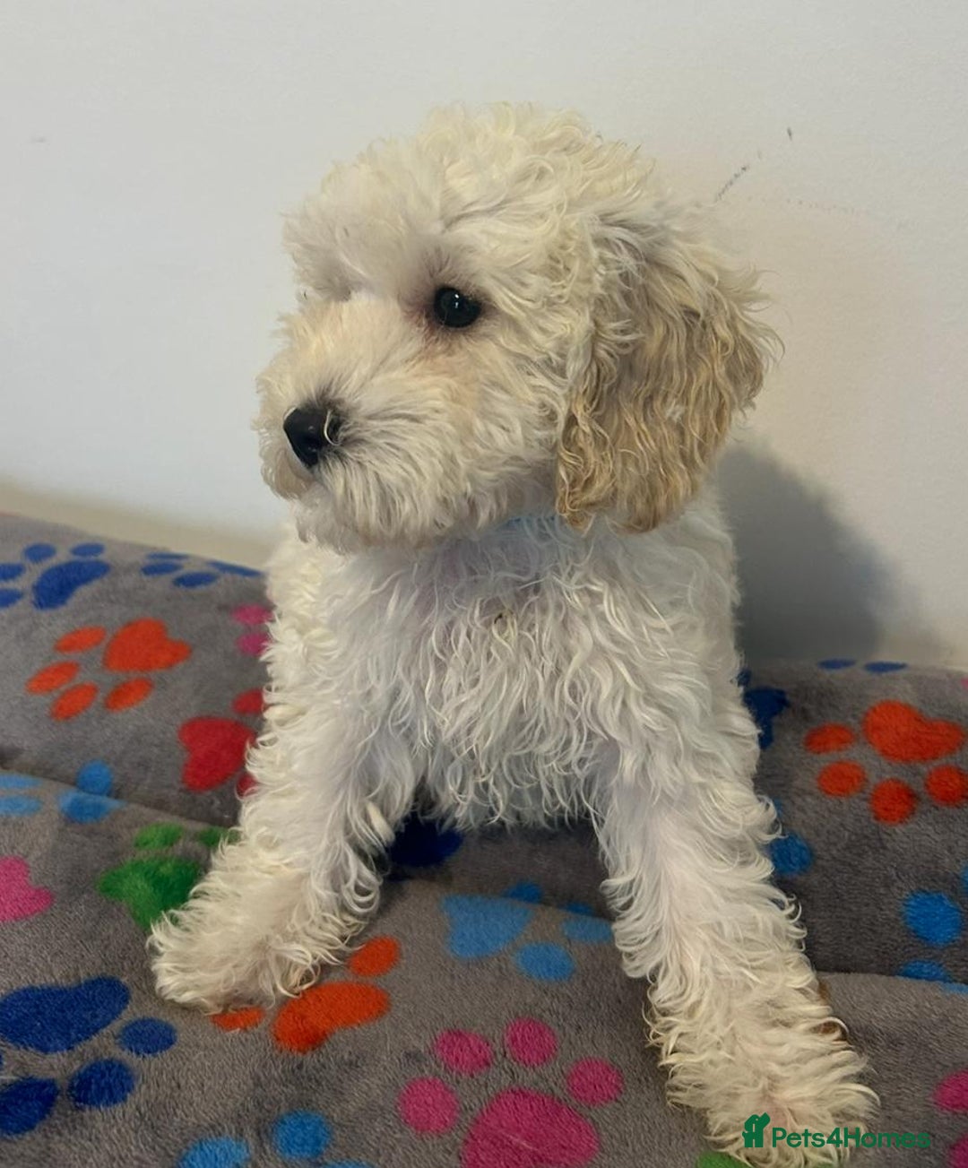 Cavapoo dogs for sale: Cavapoo puppies ready now  - Image 3