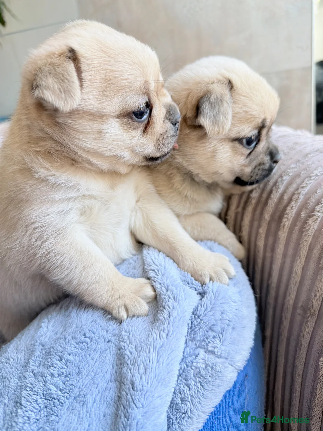 Mixed Breed dogs for sale: Pug x Pomeranian Puppies 🐕 - Advert 2