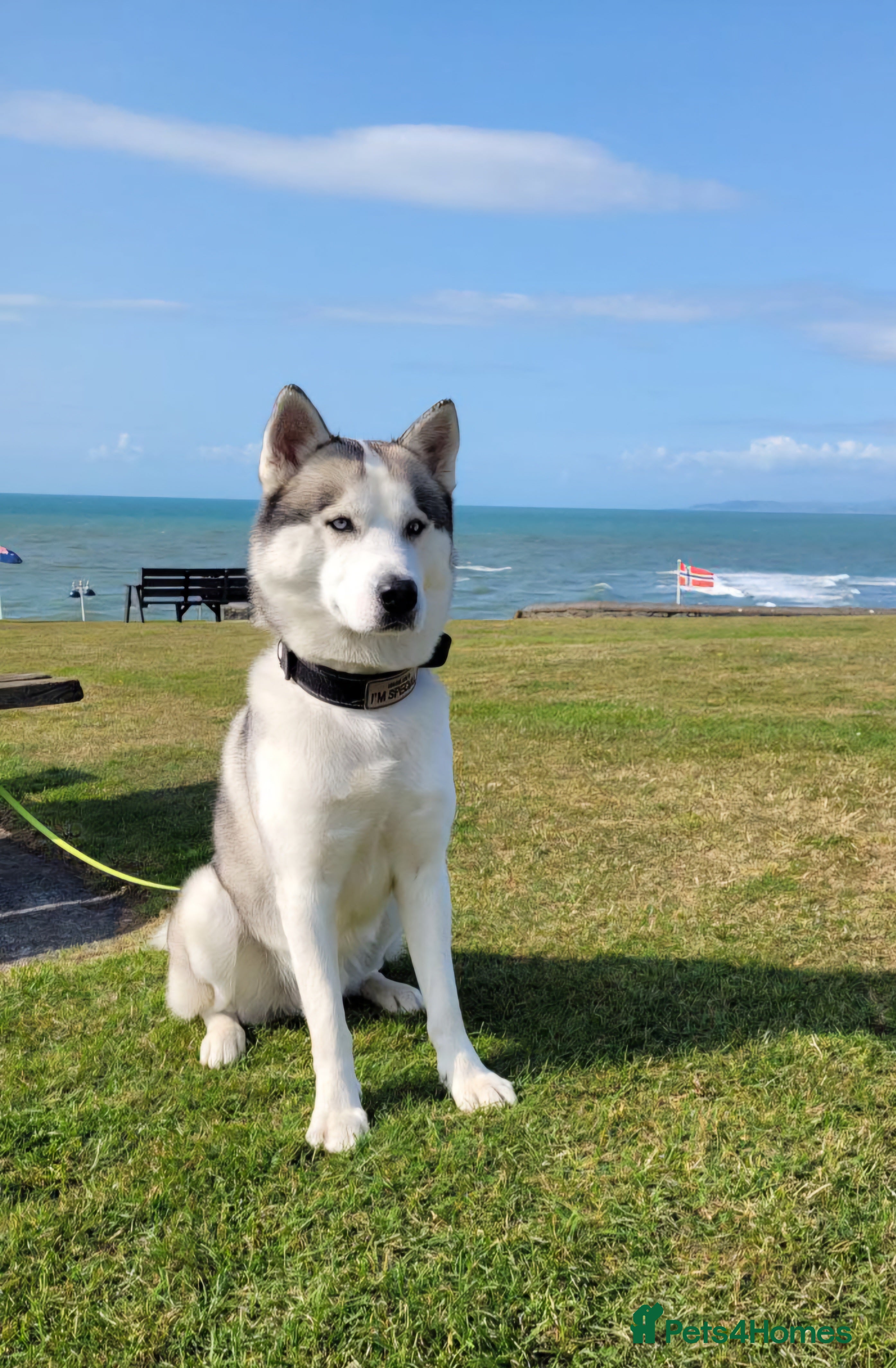 Siberian Husky dogs Siberian Husky (Bim) for stud. - Advert 12