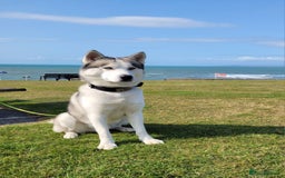 Siberian Husky dogs for stud: Siberian Husky (Bim) for stud. - Image 1