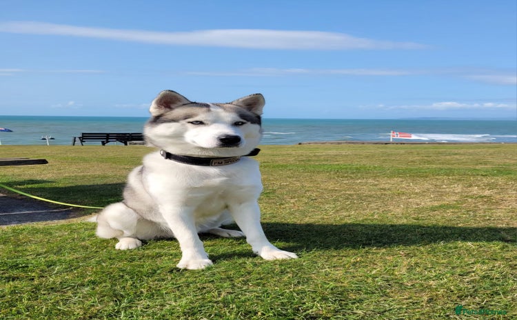 Siberian Husky dogs - Advert 1