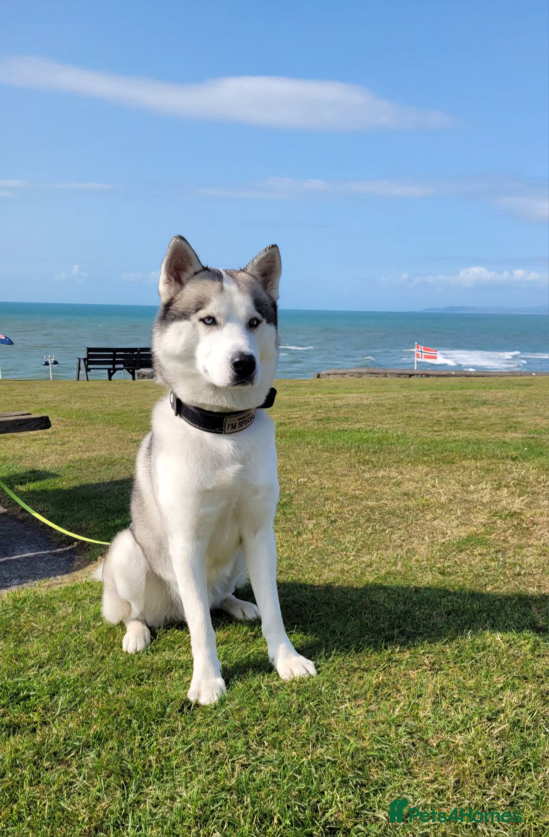 Siberian Husky dogs for stud: Siberian Husky (Bim) for stud. - Image 1