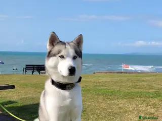 Siberian Husky dogs Siberian Husky (Bim) for stud. - Advert 11