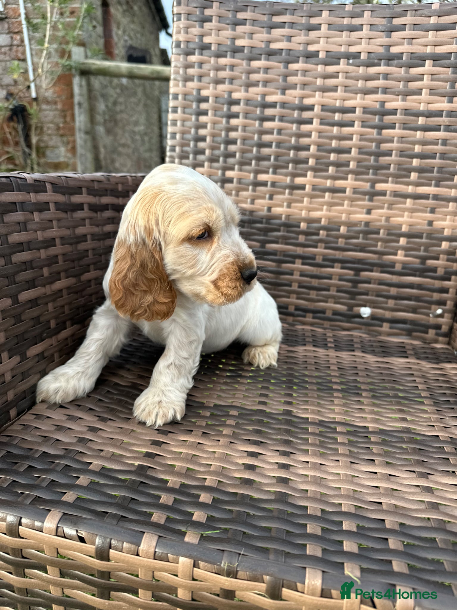 Cocker Spaniel dogs Health tested pure show cocker spaniels  - Advert 2