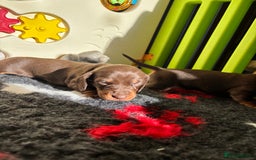 Miniature Dachshund dogs for sale: Kc miniature Dachshunds 2  girls  left  - Image 15