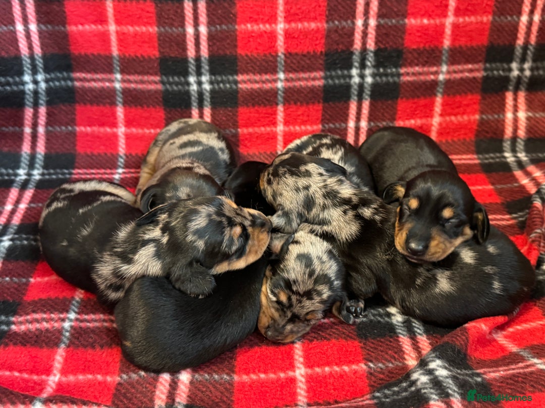 Dachshund dogs for sale: Pedigree Dachshund puppies PRA clear health tested - Image 6