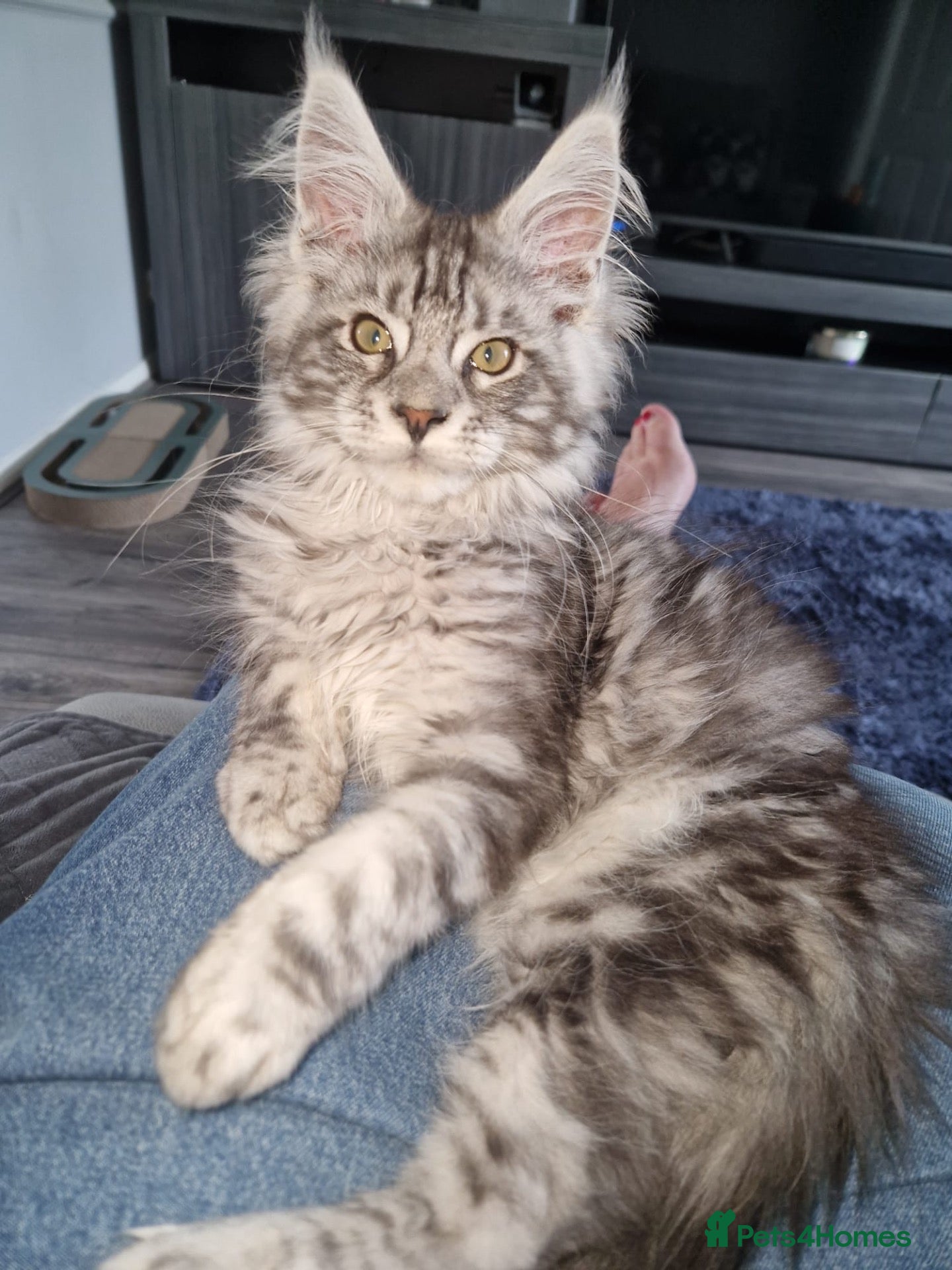 Maine Coon cats for sale: Stunning TICA registered Maine coon kittens 3 left - Advert 9