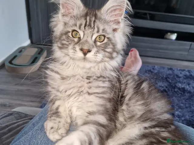 Maine Coon cats for sale: Stunning TICA registered Maine coon kittens 3 left - Advert 9