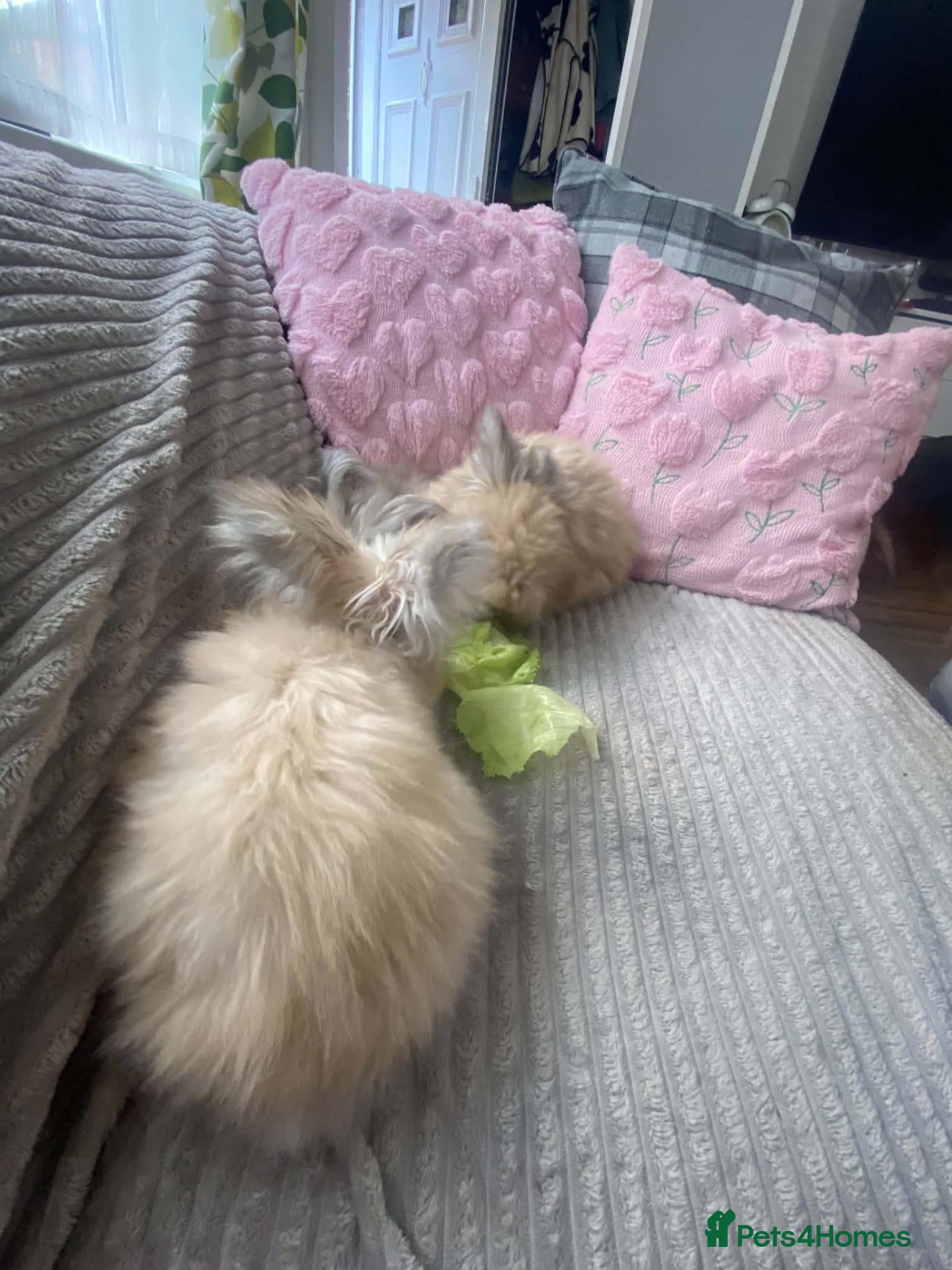 Angora rabbits English Full Face Angora Kits - Advert 2