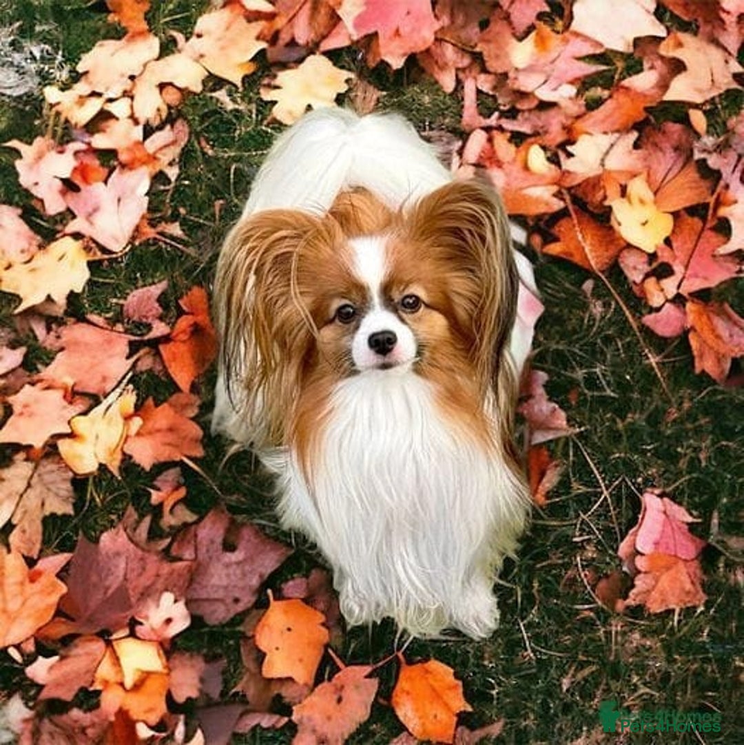 Papillon dogs for sale: Beautiful KC registered papillon puppies for sale - Image 5