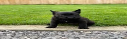 Belgian Shepherd Dog dogs for sale: EXCEPTIONAL WORKING LINE SHEPHERDS! - Advert 3