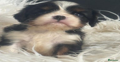 Cavalier King Charles Spaniel dogs - Advert 6