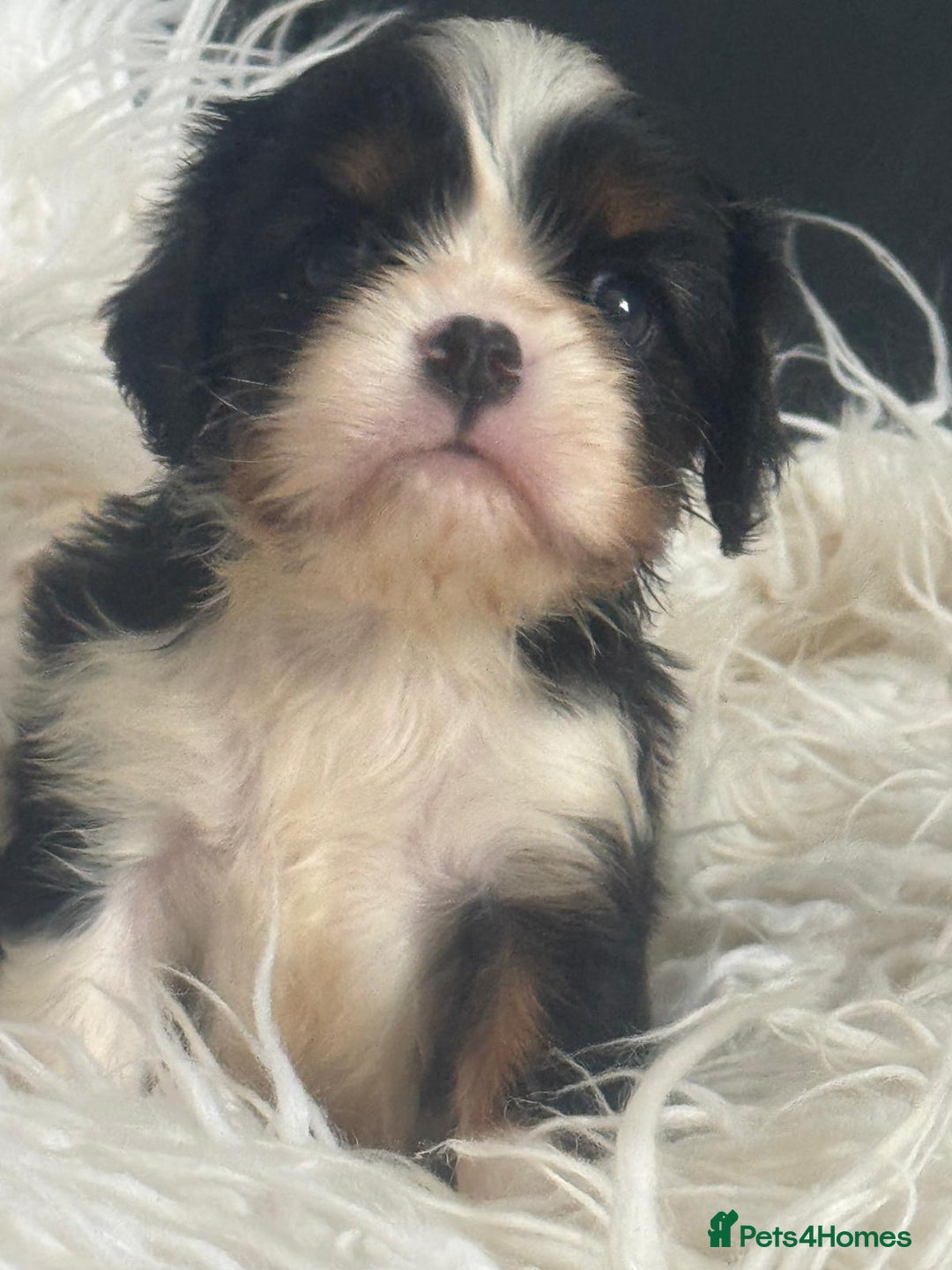 Cavalier King Charles Spaniel dogs for sale: Stunning cavalier King Charles  - Image 2