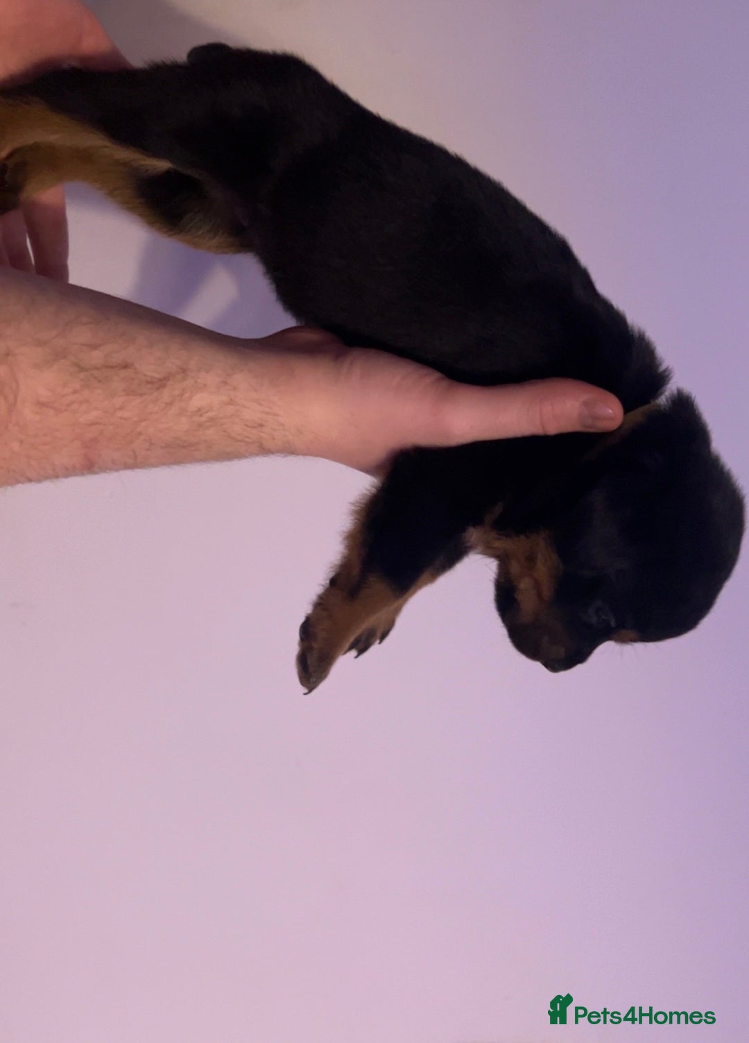 Rottweiler dogs for sale: ⭐ LAST THREE ROTTWEILER PUPPIES LEFT ⭐  - Advert 11