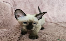 Siamese cats for sale: Adorable Siamese kittens ready to leave - Image 8