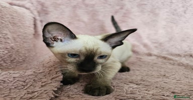 Siamese cats - Advert 9