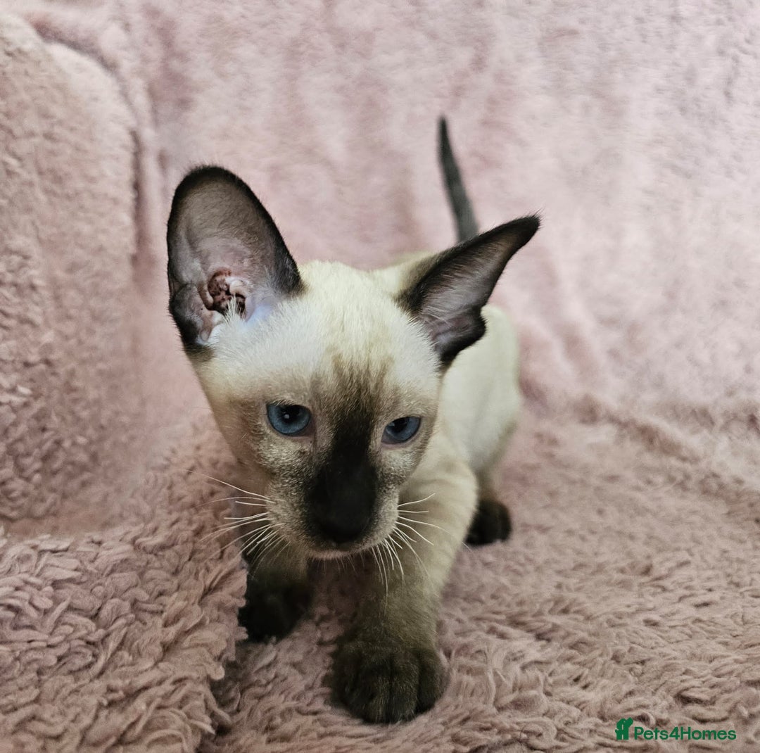 Siamese cats for sale: Adorable Siamese kittens ready to leave - Image 8