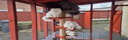 Mixed Breed cats for sale: Beautiful Black Ragdoll x Persian Kitten Ready Now in Barnsley - Advert 9