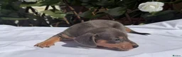 Miniature Dachshund dogs for sale: BEAUTIFUL TINY MINIATURE DASCHUNDS DAPPLE KC  - Advert 6