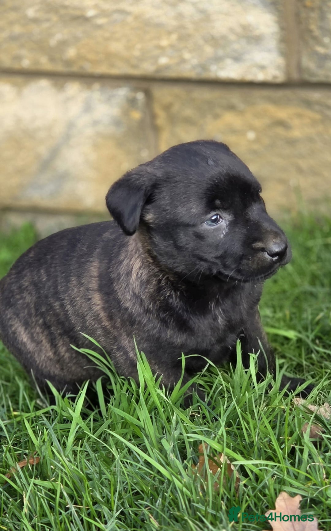 Belgian Shepherd Dog dogs for sale: Dutch Herder x Mali Pups 🔥 - Advert 30